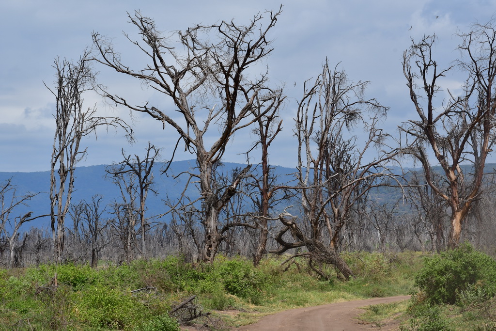 Lake Manyara NP